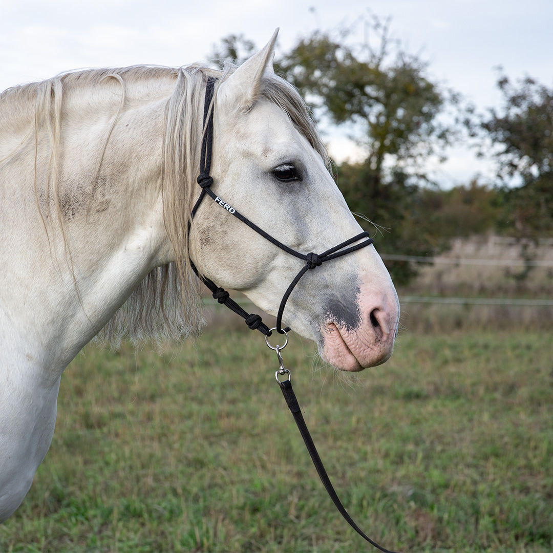 weißes Pferd mit einem Knotenhalfter an